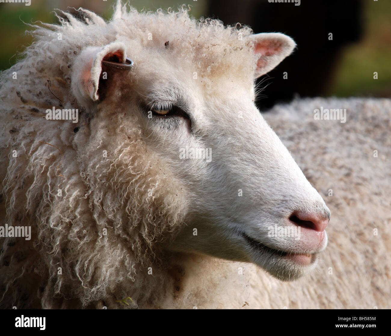 Sheep profile Stock Photo