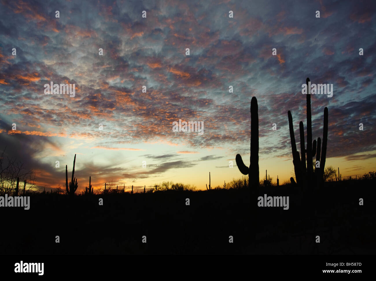Sunset in sonoran desert hi-res stock photography and images - Alamy