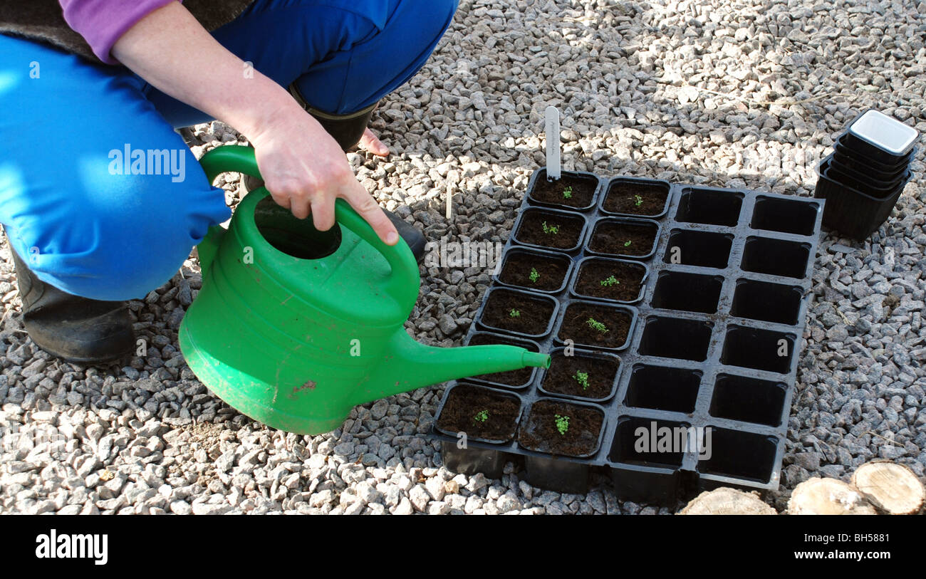 Giving plants water with a water pot Stock Photo Alamy