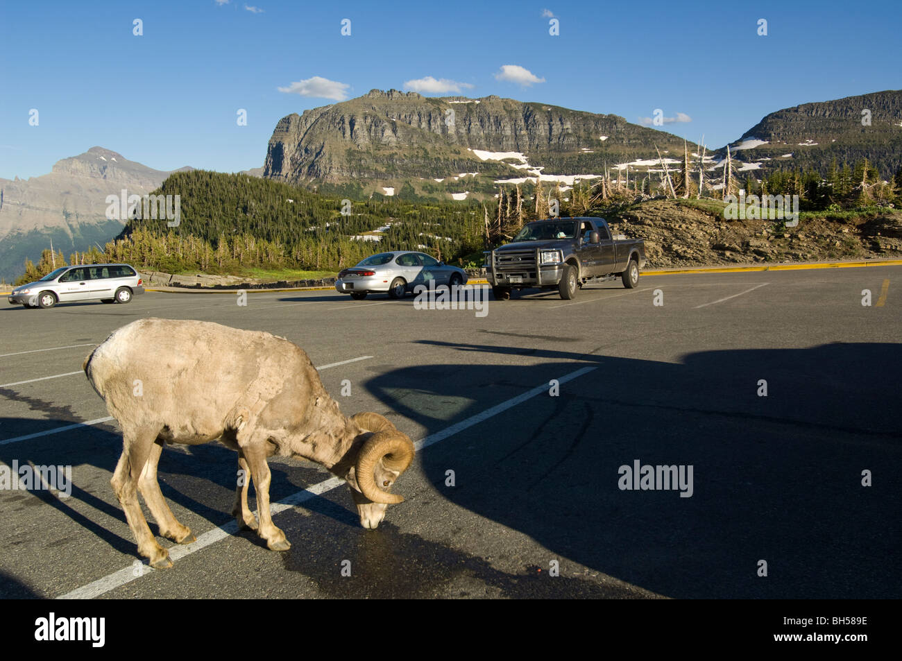 Mountain sheep licks coolant from pavement in the parking lot at Logan Pass Stock Photo