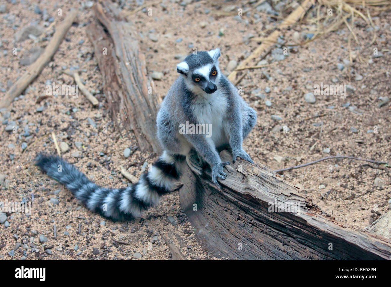 ring tailed lemur Stock Photo