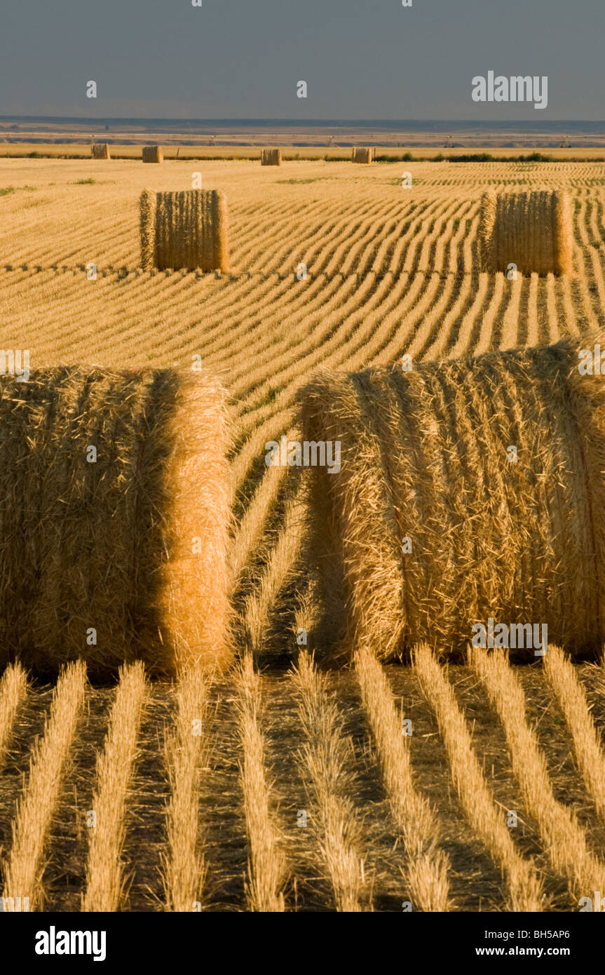Round hay bales in Eastern Montana Stock Photo Alamy