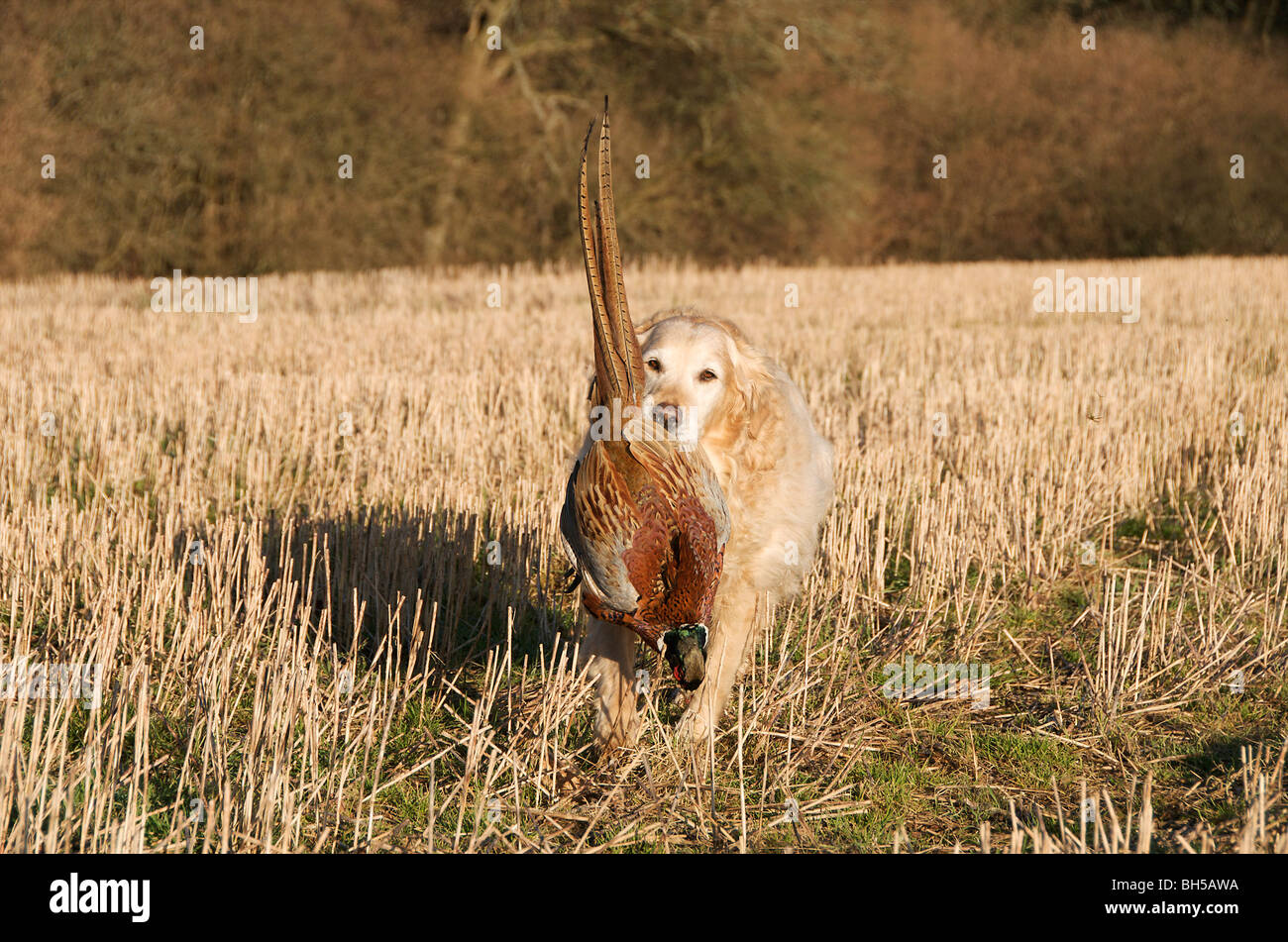 A Golden Retriever dog collecting a pheasant during a game shoot Stock Photo