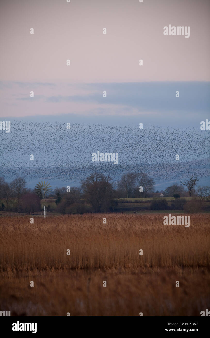 starling murmuration Stock Photo