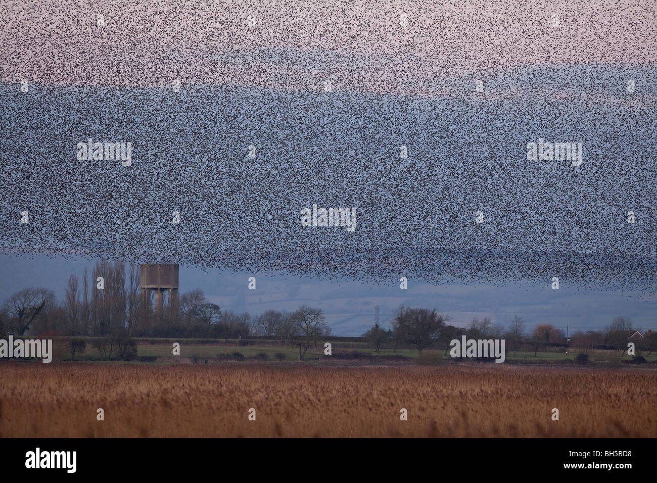 Starling roost, Somerset, UK Stock Photo