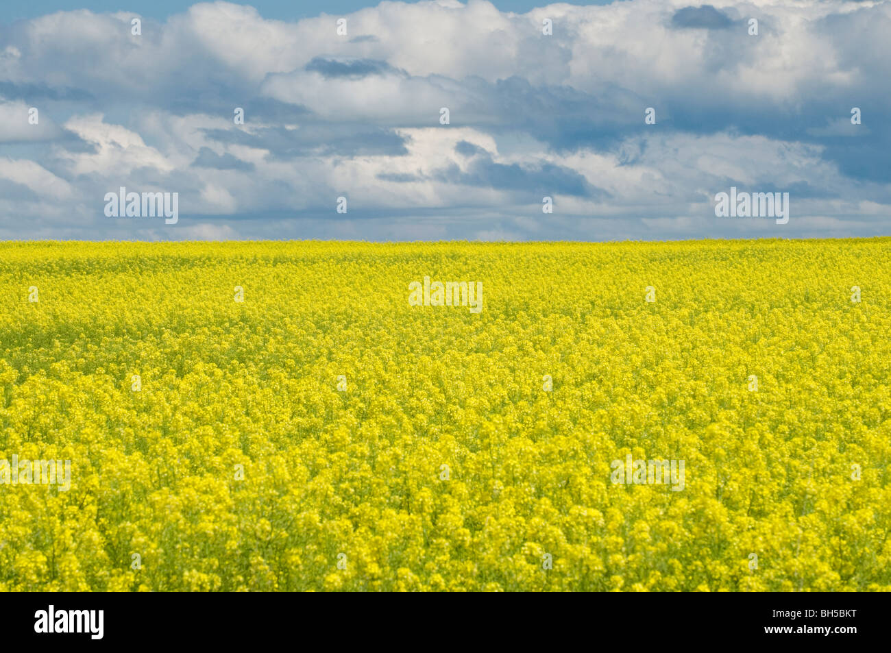 bright yellow mustard fields against a dramatic summer sky near Opheim