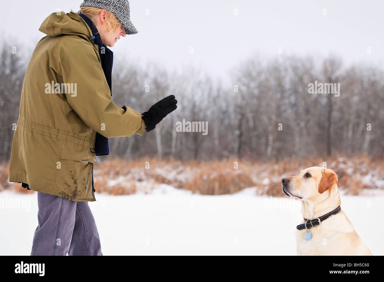 Woman training her Yellow Labrador Retriever to stay Stock Photo