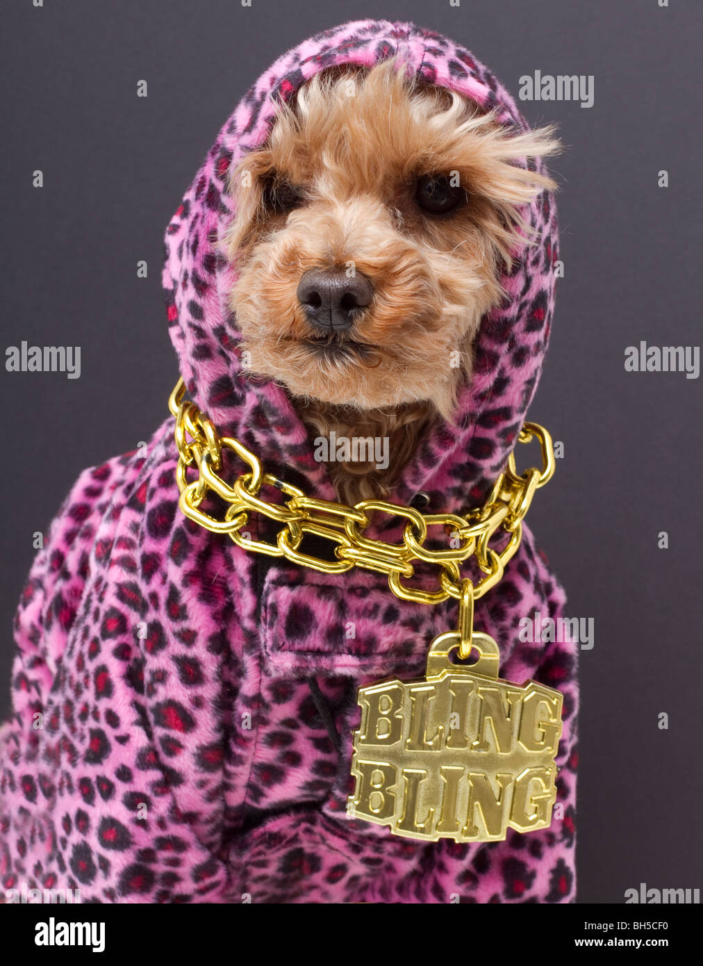 Hip Hop Poodle Stock Photo