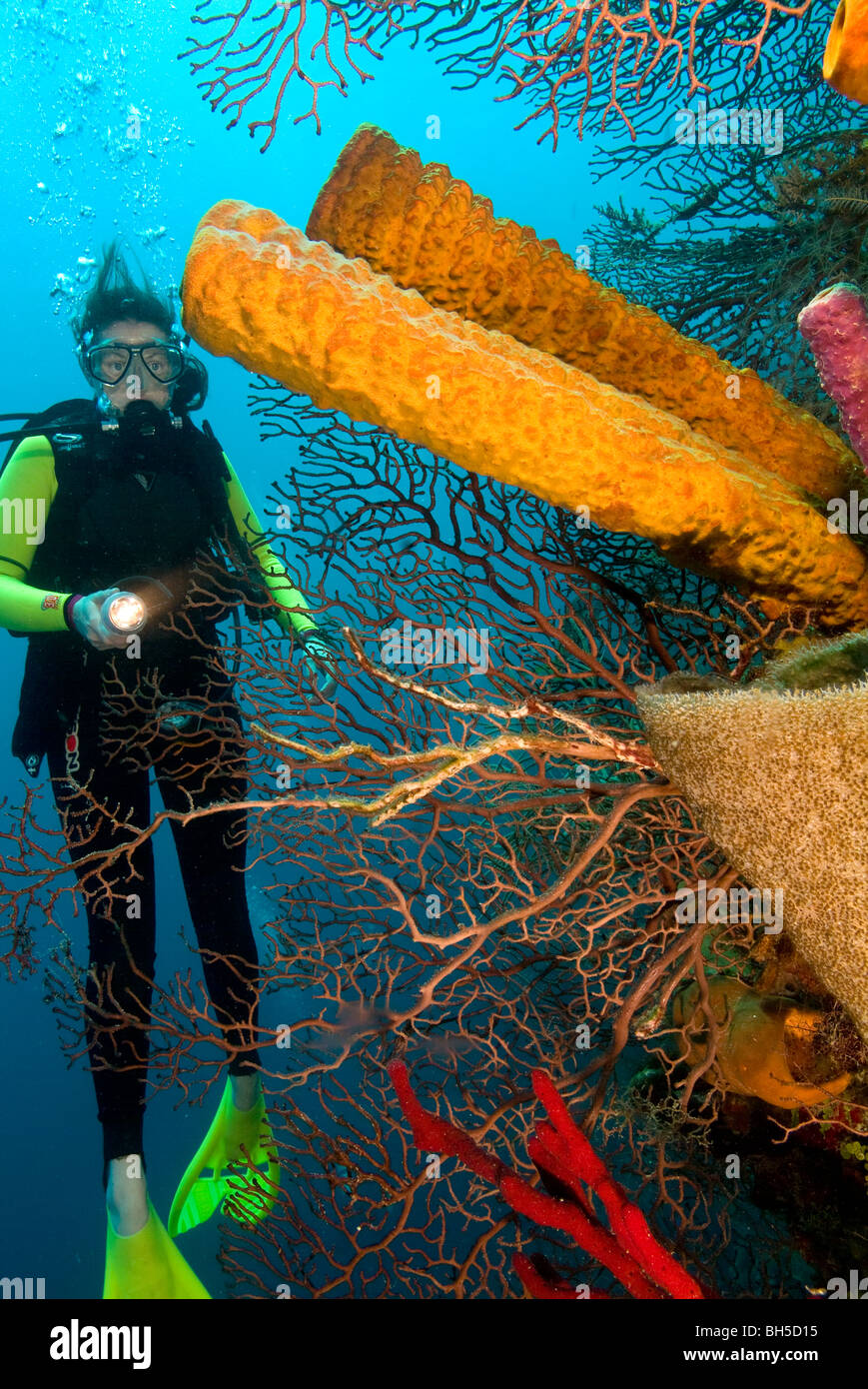 Diver examining sponges and corals on Long Caye Wall, Belize Stock Photo