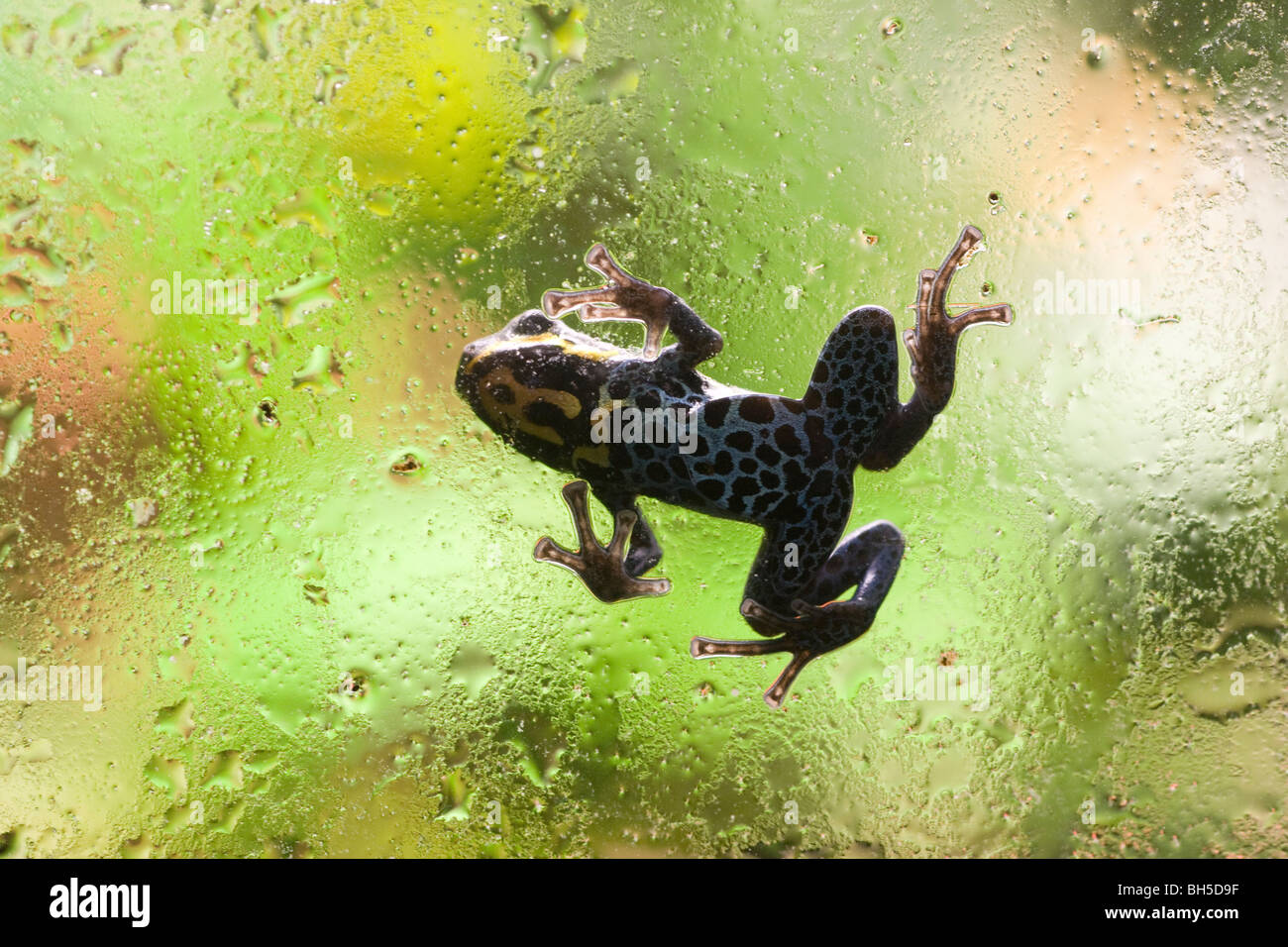 Poison dart frog (Ranitomeya ventrimaculata) climbing on glass