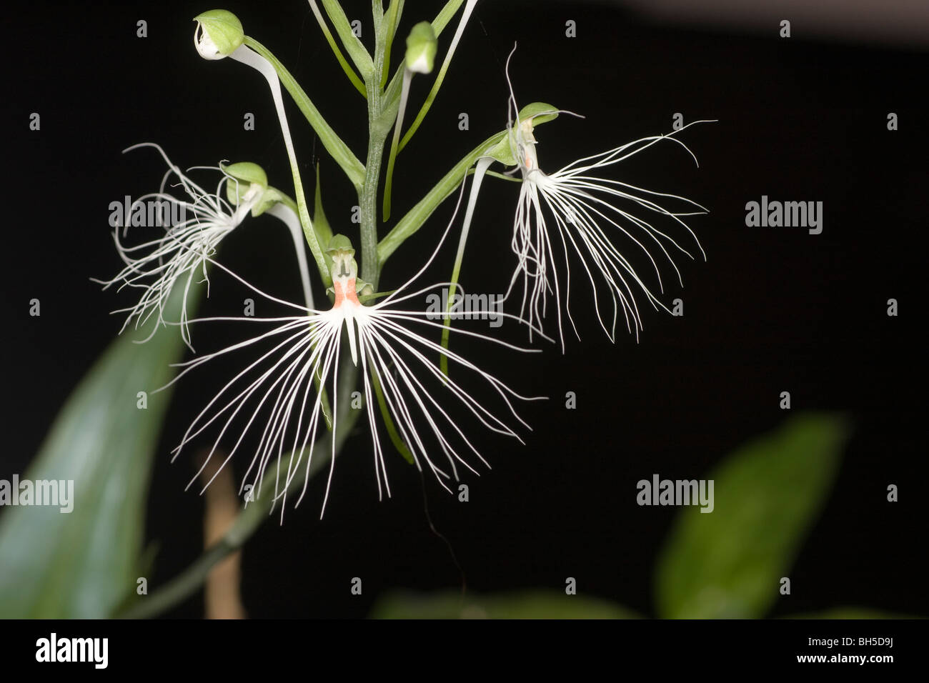 Habenaria medusa syn. Habenaria myriotricha flowers and buds endemic  to Java, Sumatra, Sulawesi  and Borneo. Stock Photo