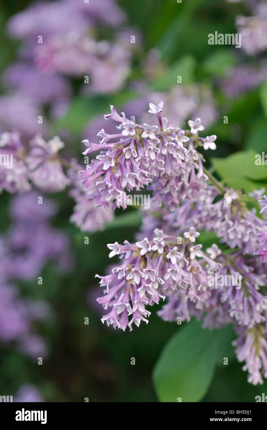 Lilac (Syringa wolfii) Stock Photo