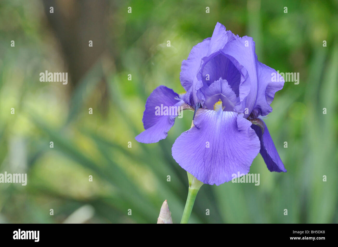 Tall bearded iris (Iris barbata elatior 'Danube Wave') Stock Photo