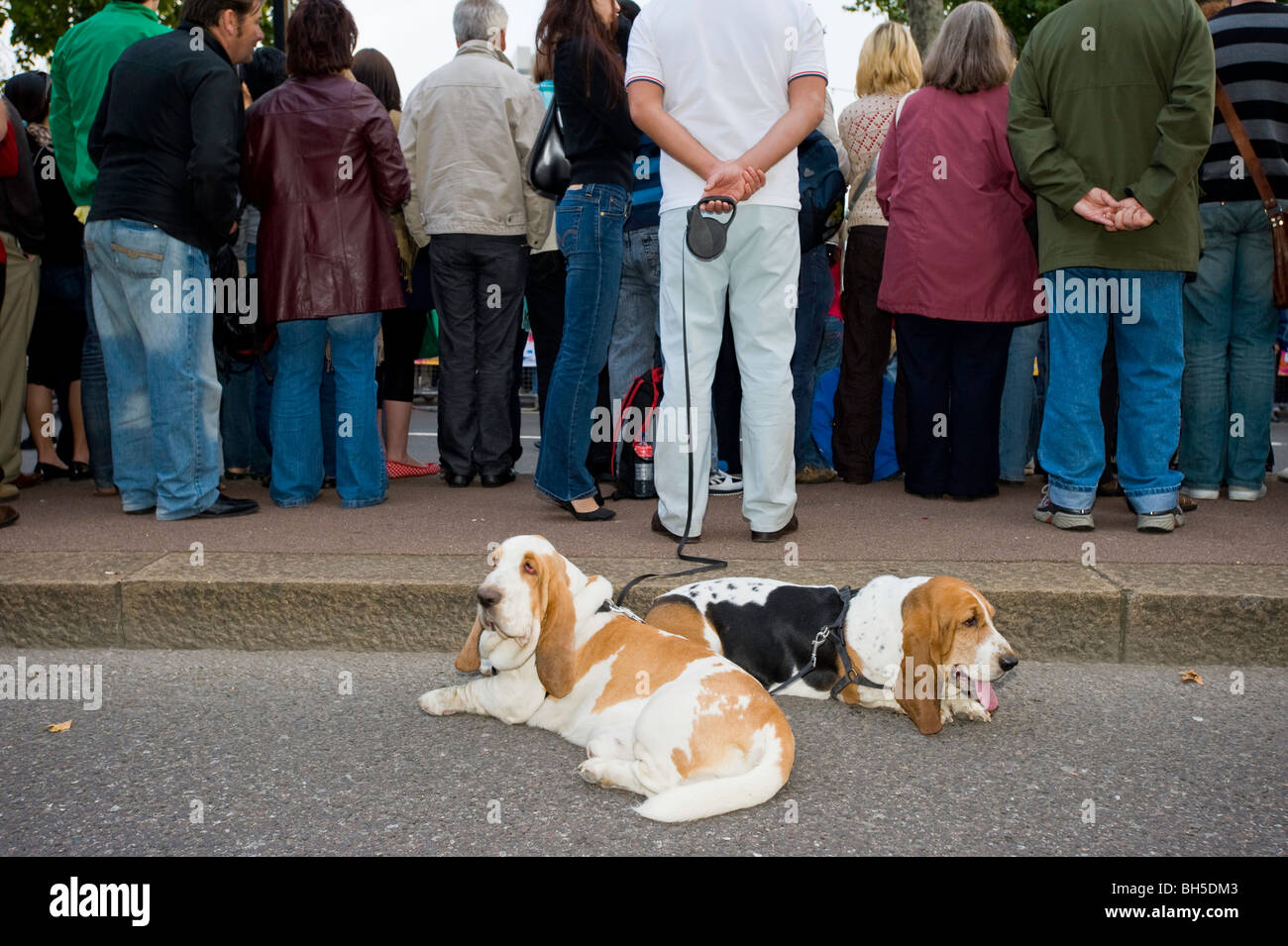 Two patient dogs during carnival parade at THAMES FESTIVAL, London, United Kingdom Stock Photo