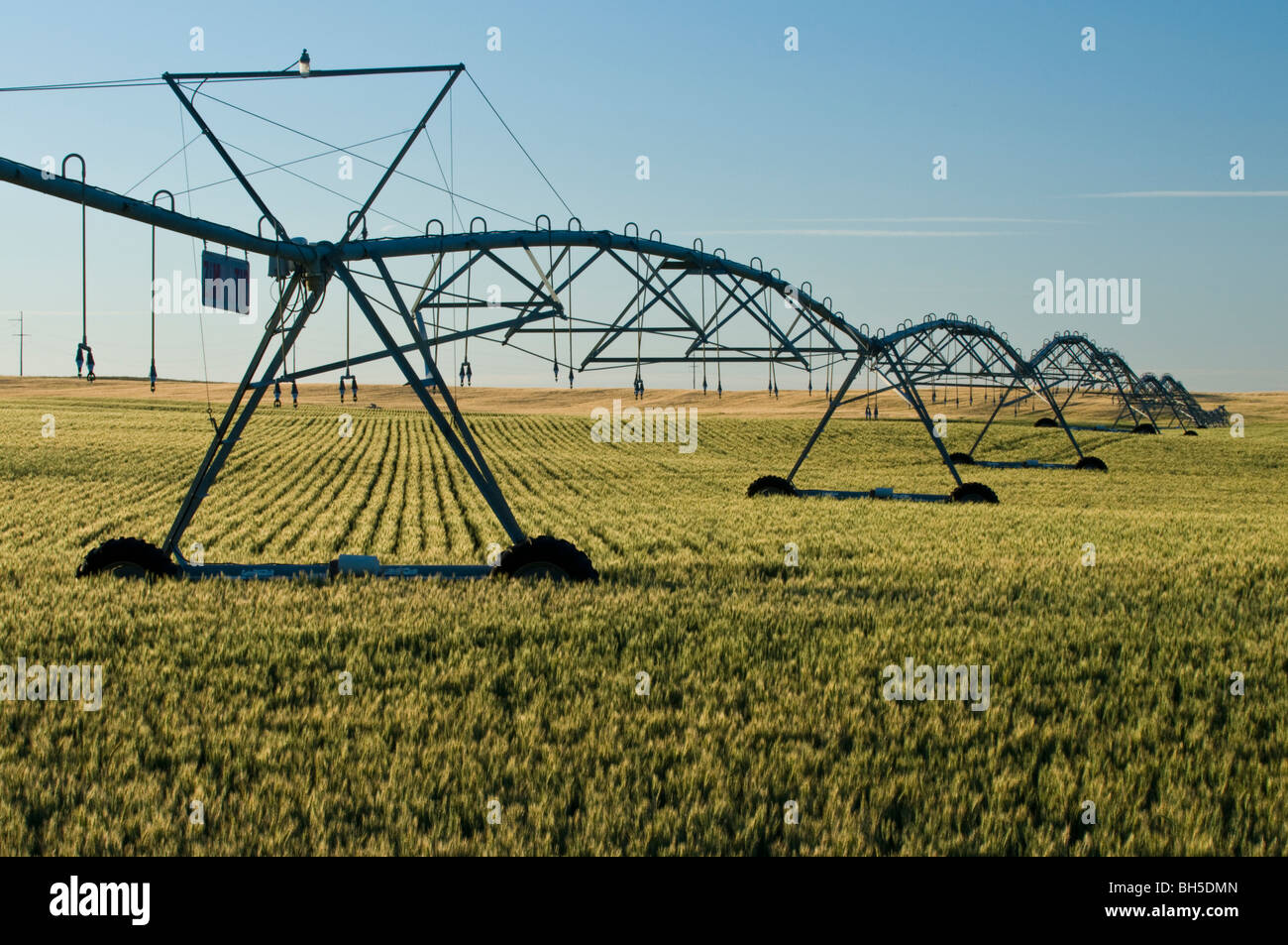 wheat field and irrigation system Stock Photo Alamy