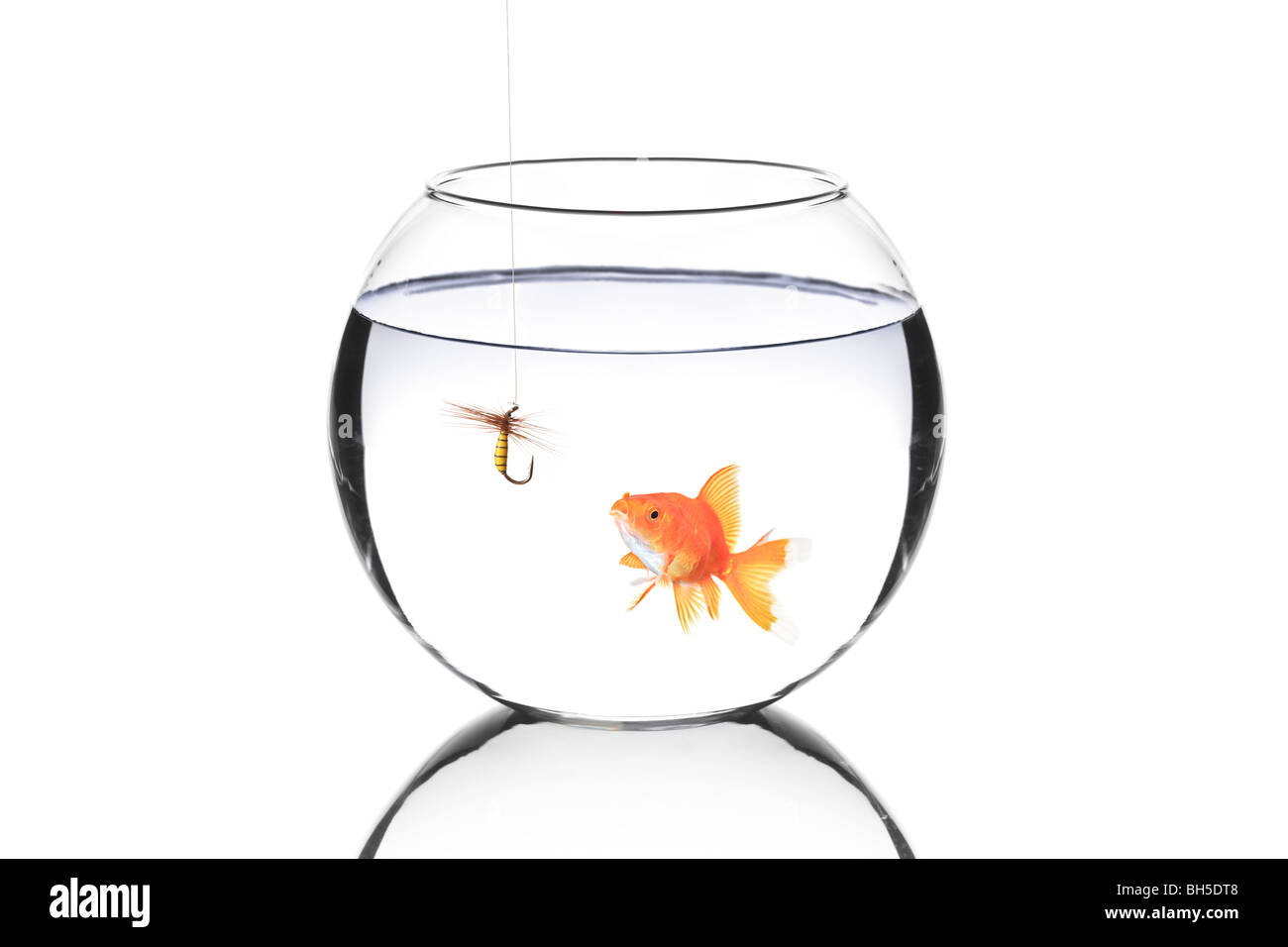 Fish bowl with a fishing hook and a fish isolated against white background Stock Photo