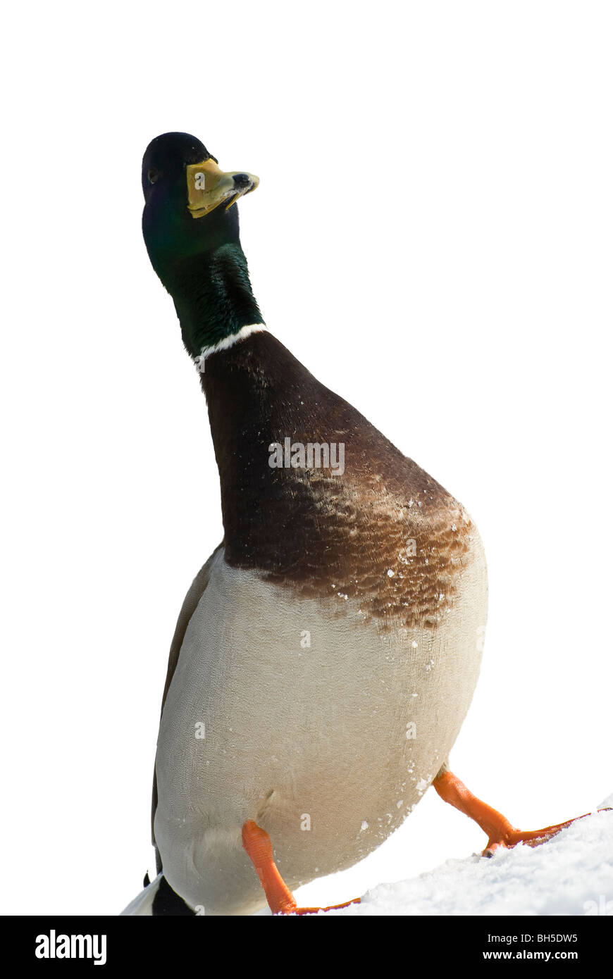 A wild duck staying on white snow Stock Photo