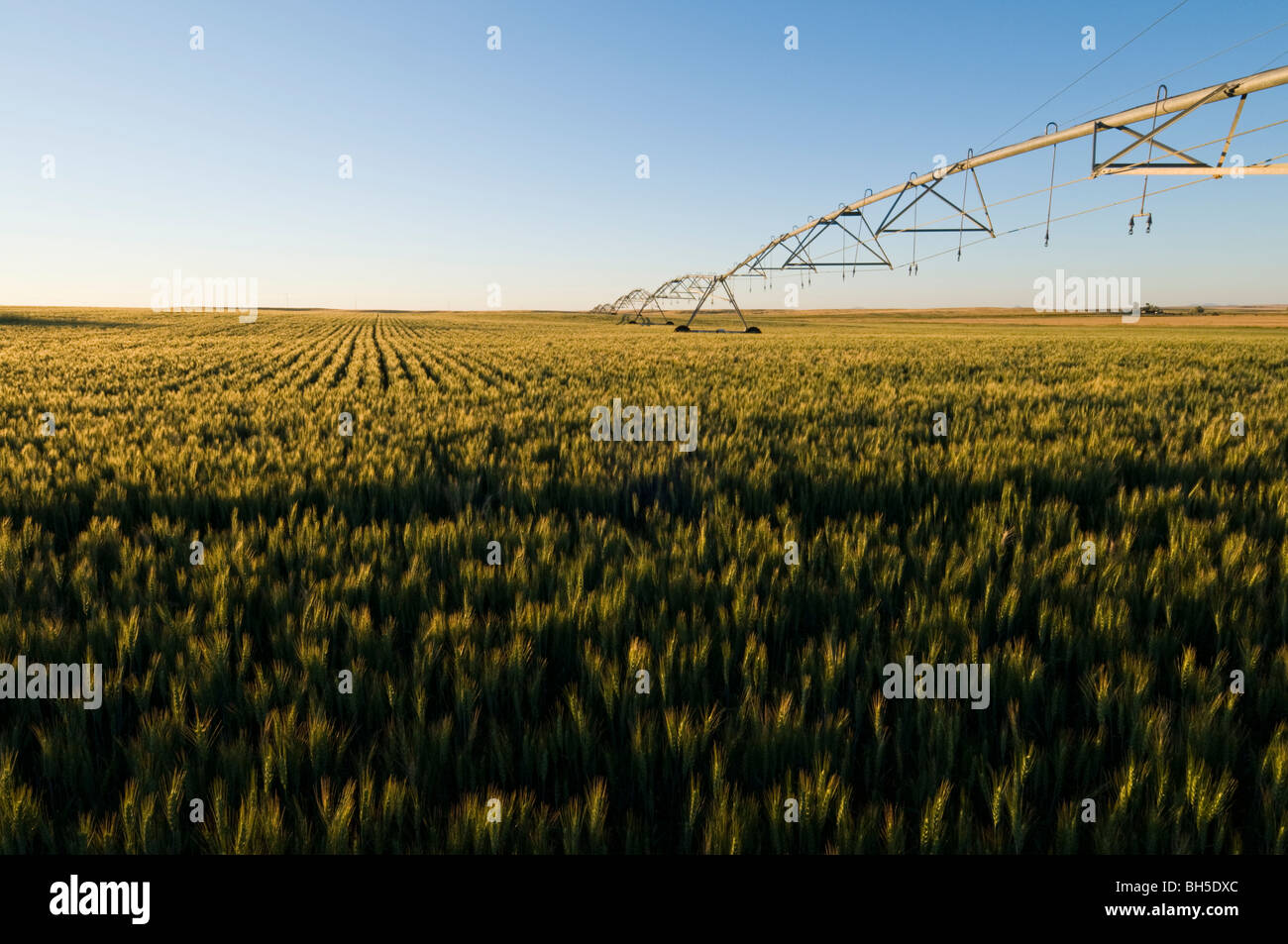 wheat field and irrigation system Stock Photo Alamy