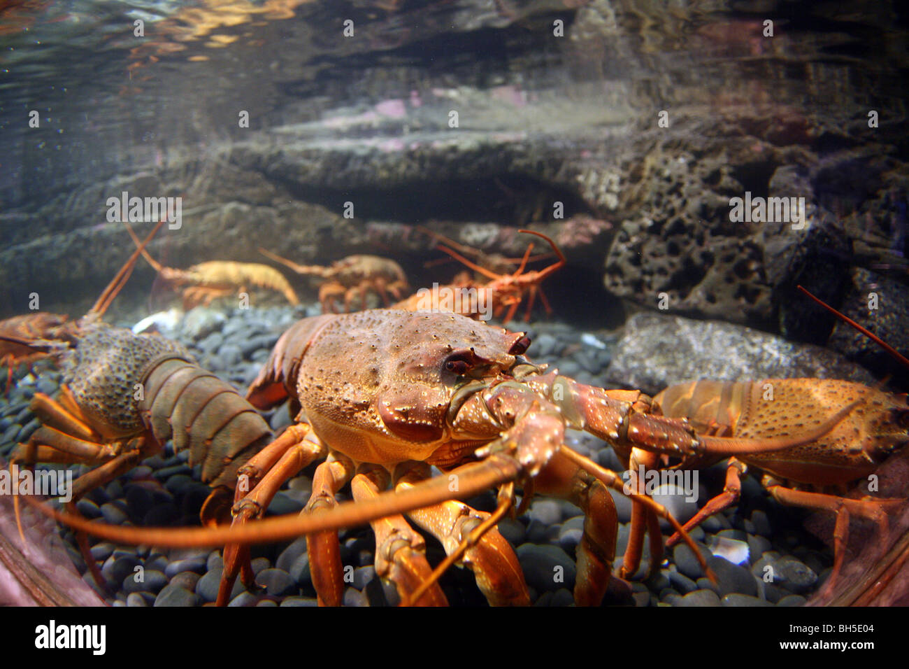 Large Crayfish in a tank at Kelly Tarlton's Underwater World in Okahu Bay Stock Photo