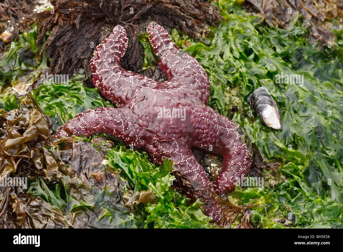 Ocher Starfish (Pisaster ochraceus) at Wickaninnish Beach - Pacific Rim National Park, Tofino, Vancouver Island, BC, Canada Stock Photo