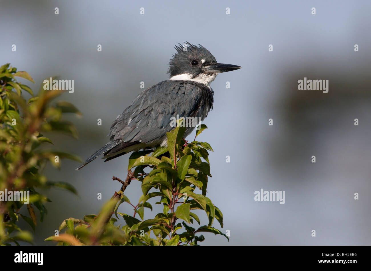 Belted Kingfisher Megaceryle alcyon perched on small branch overlooking estuary at French Creek Vancouver Island BC in September Stock Photo