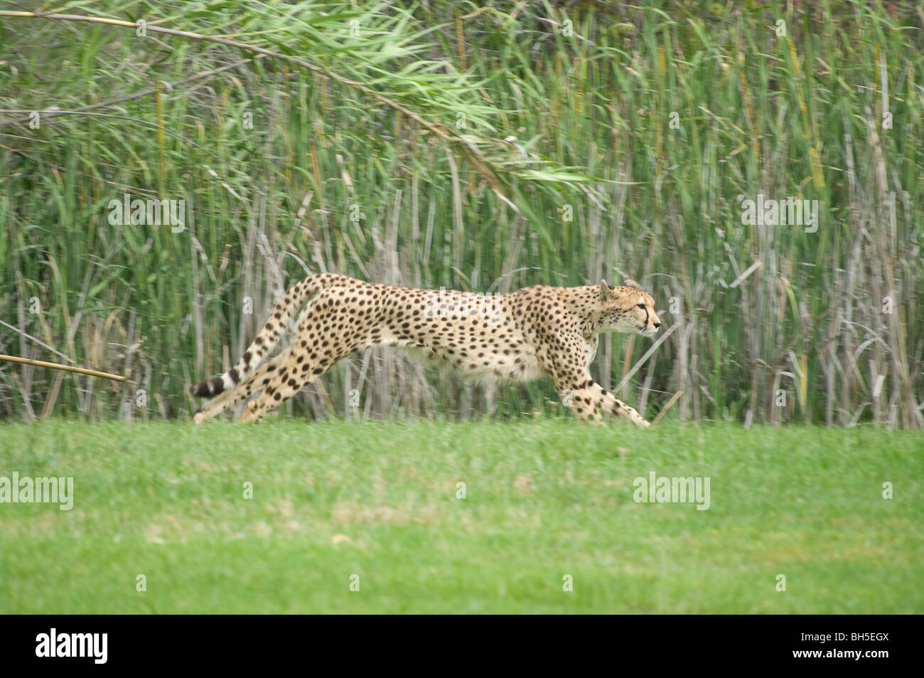 great image of a female spotted cheetah running Stock Photo