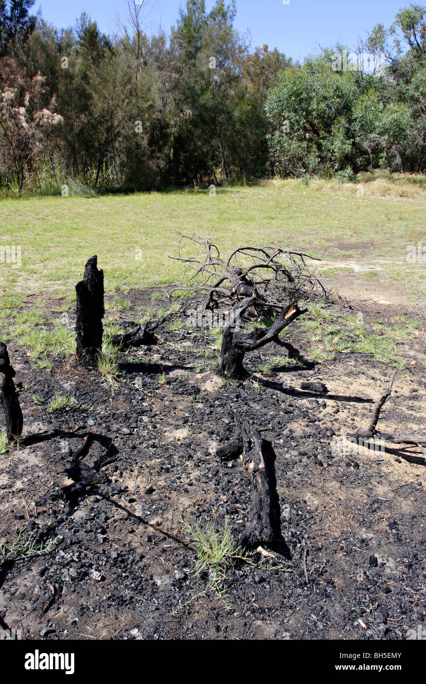 Remain of a burnt tree from bush fire at Canning River Regional Park near Perth, Western Australia. Stock Photo