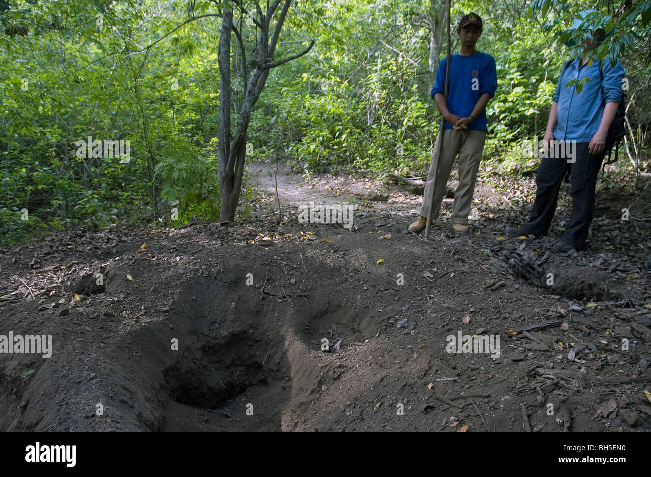 Komodo dragon nesting holes, Rinca Island, Indonesia. No MR Stock Photo