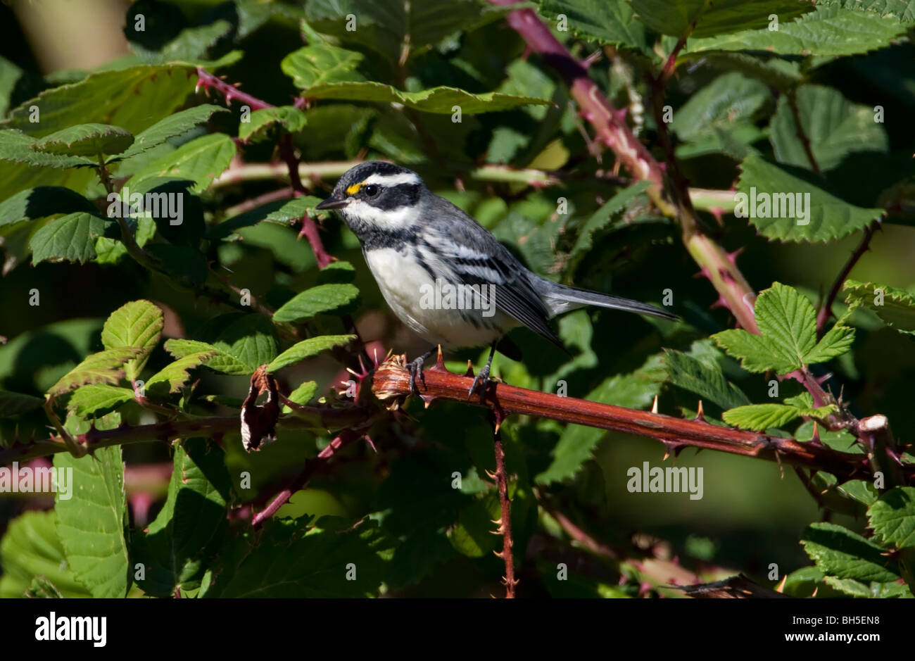 Black-throated Gray Warbler Dendroica nigrescens perched on a bramble in Nanaimo Vancouver Island BC Canada Stock Photo