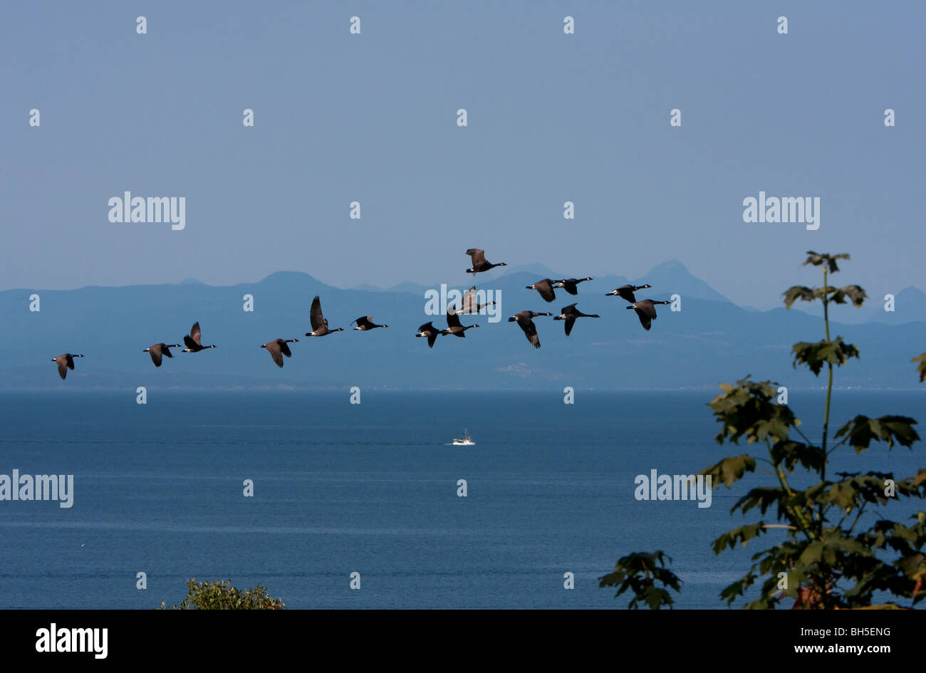 A flock of Canada Geese Branta canadensis in flight along the coastline in north Nanaimo Vancouver with Strait of Georgia behind Stock Photo