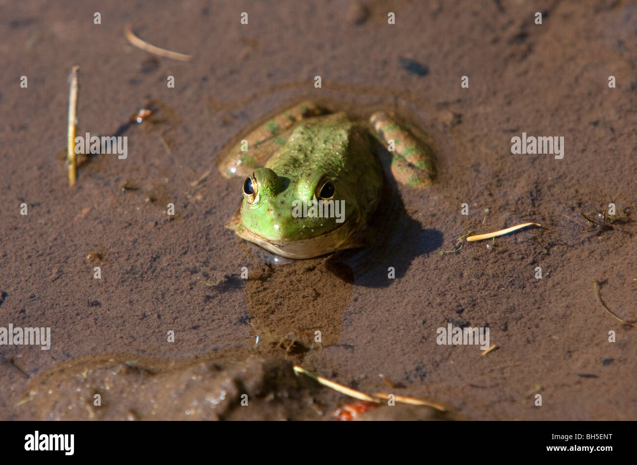 American Bullfrog Rana catesbeiana in shallow water at McGregor Marsh Nanaimo Vancouver Island BC Canada in August Stock Photo