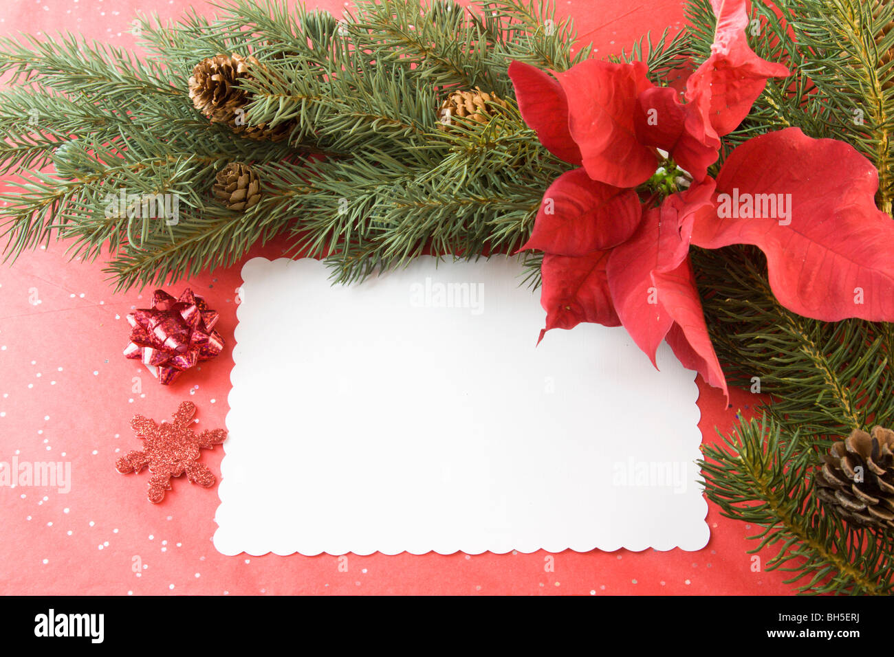 blank Christmas card with poinsettia bloom, fir branch, and copy space Stock Photo