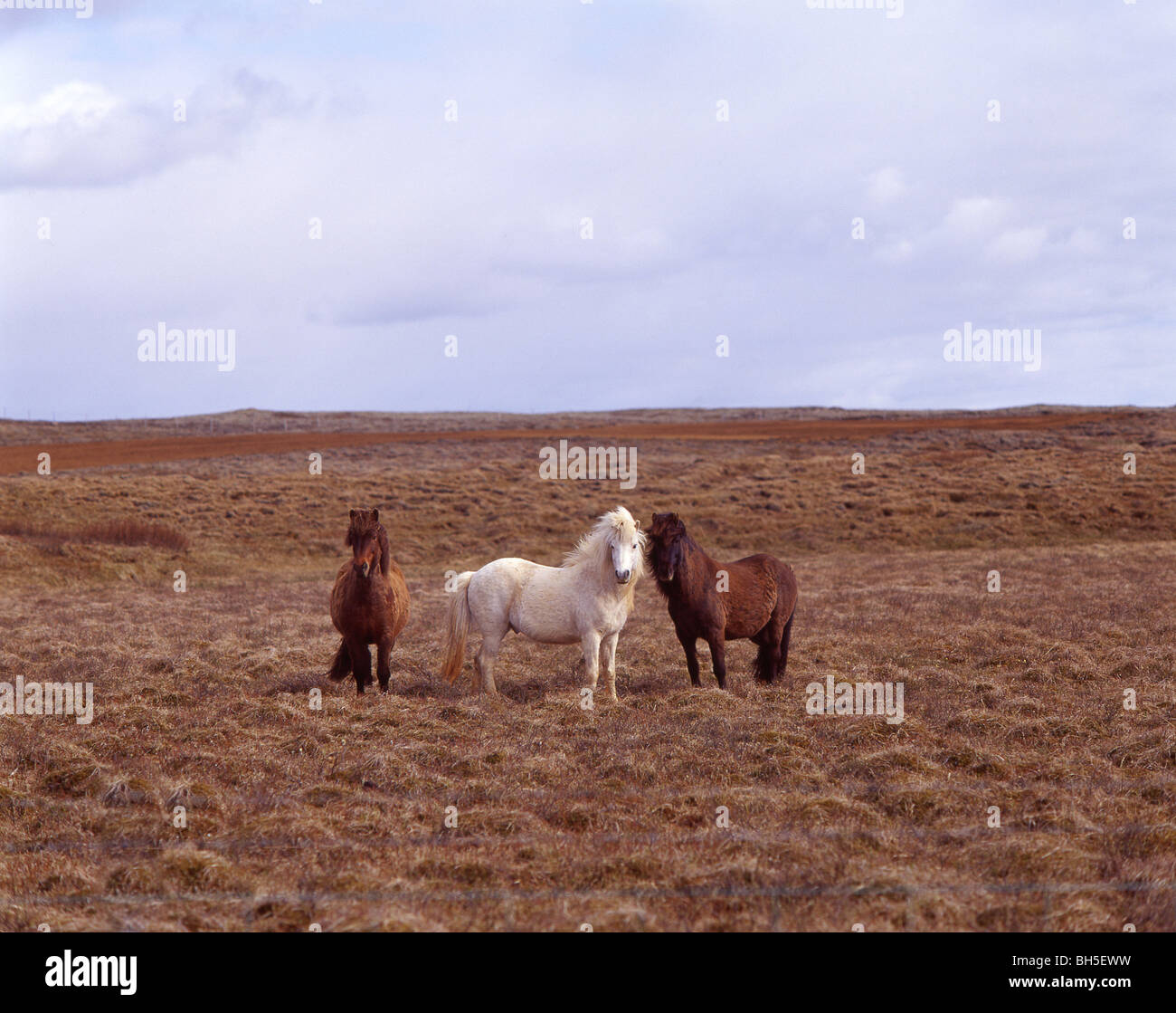 Wild Icelandic ponies roaming in tundra, Republic of Iceland Stock Photo