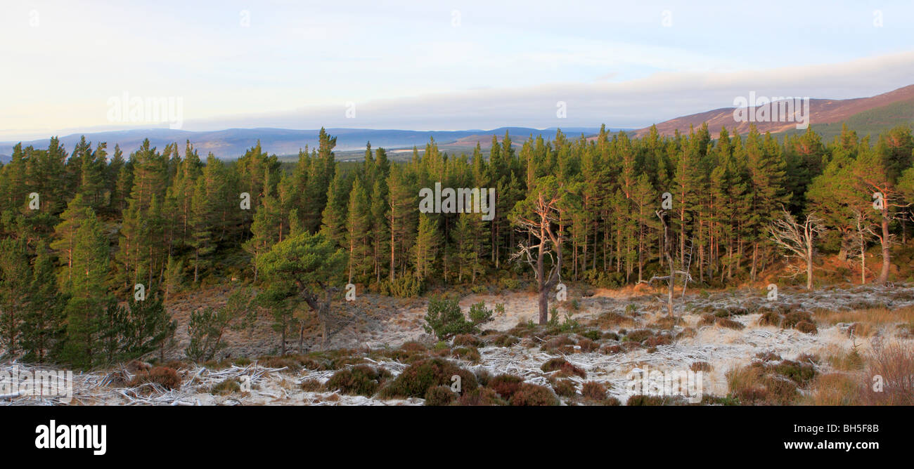 Scottish Pine Forrest Stock Photo