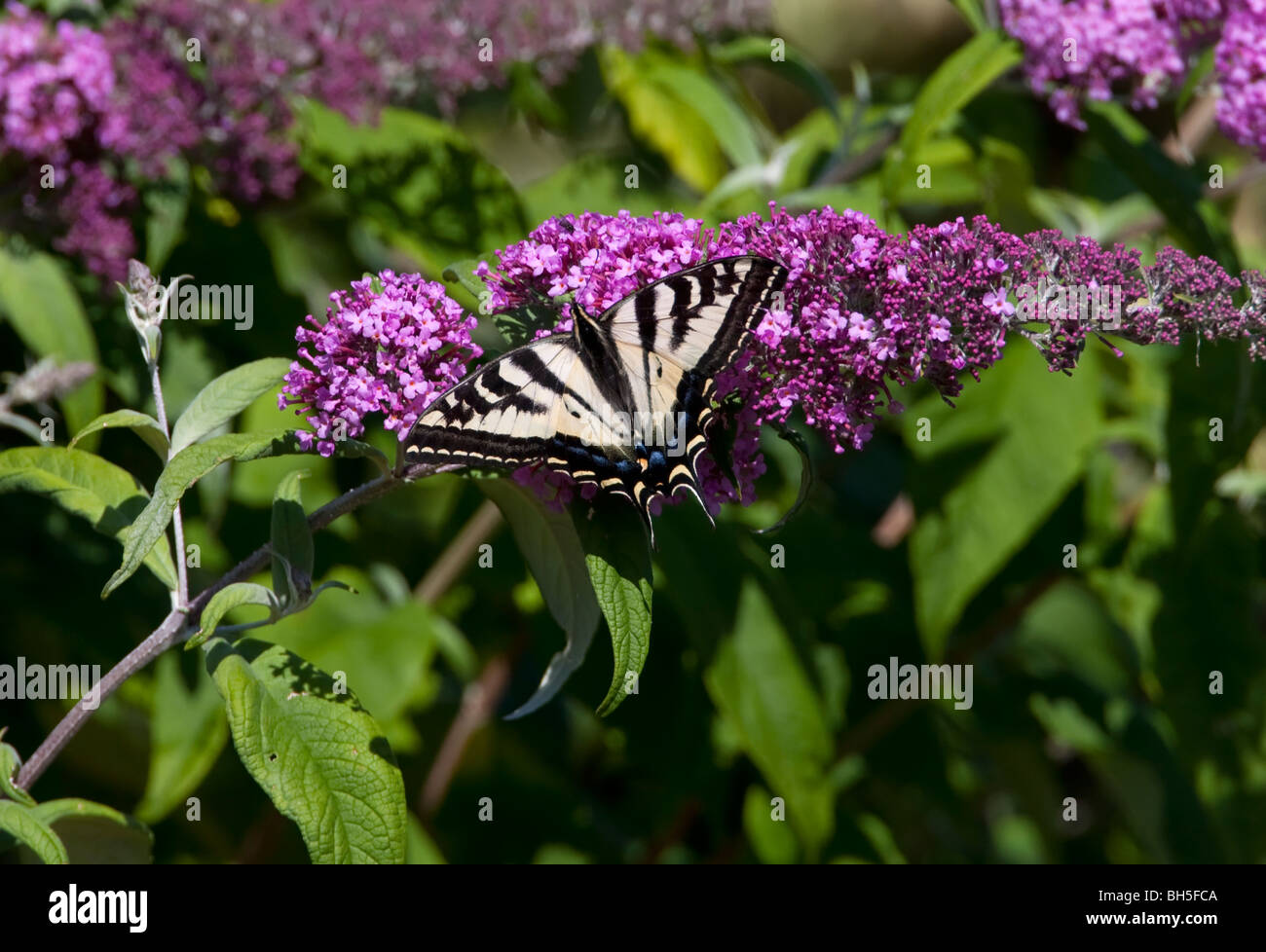 Pale Swallowtail Butterfly Papilio eurymedon feeding on purple Buddleia bush in  a garden in Nanaimo Vancouver Island BC Canada Stock Photo