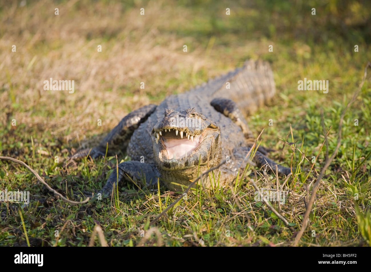 Kaiman Caimaninae Yacare Esteros De Ibera Stock Photo 27781462