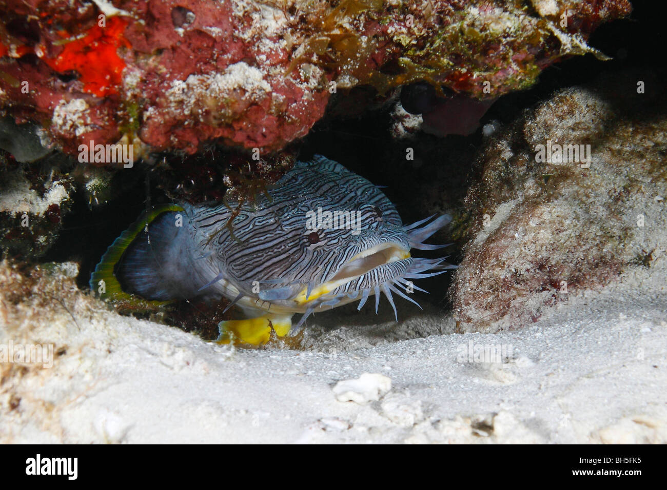 Coral toadfish hi-res stock photography and images - Alamy