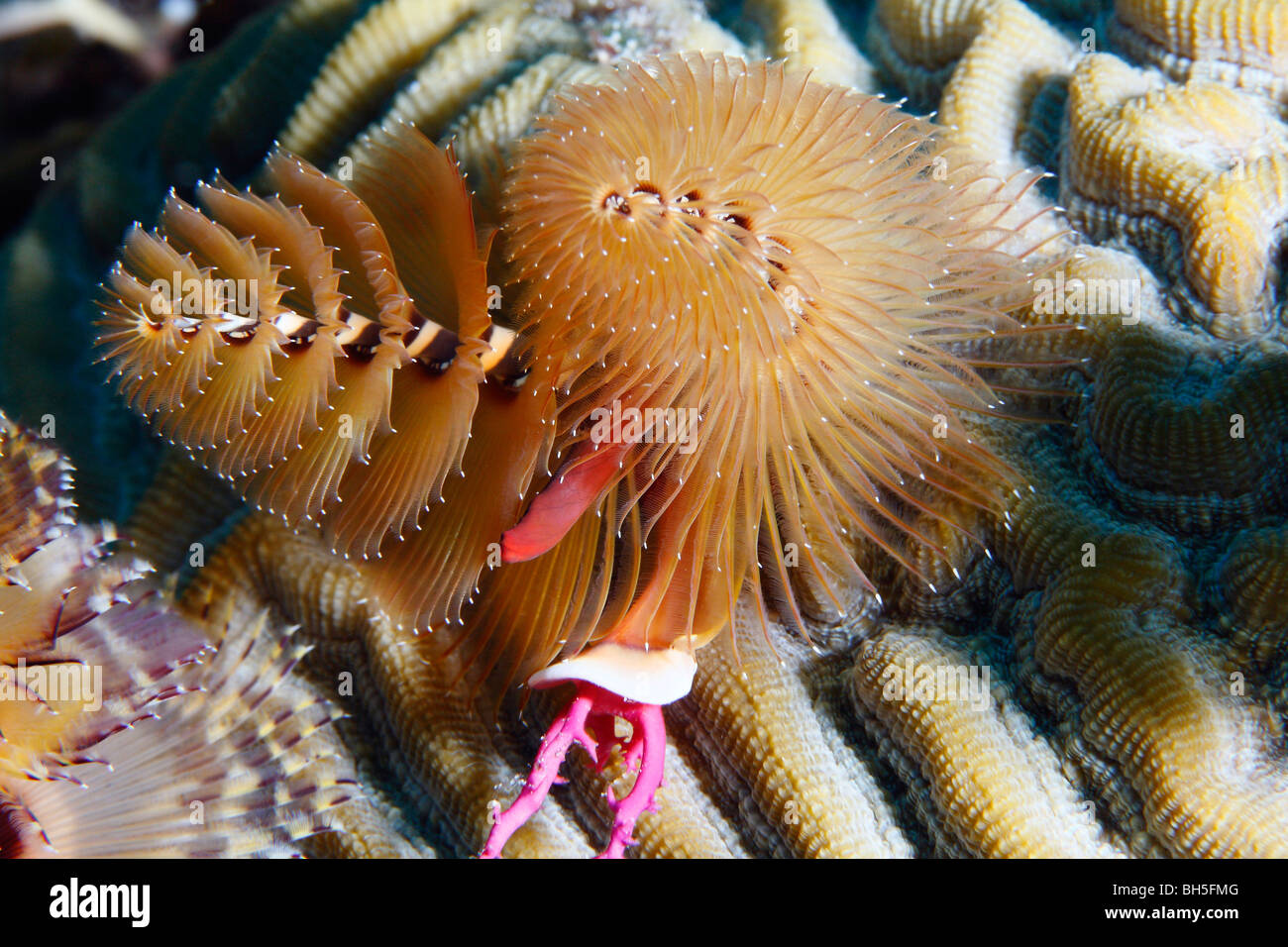 Christmas tree worm attached to a surface of brain coral polyps, showing dual spiral structure with feather-like appendages Stock Photo