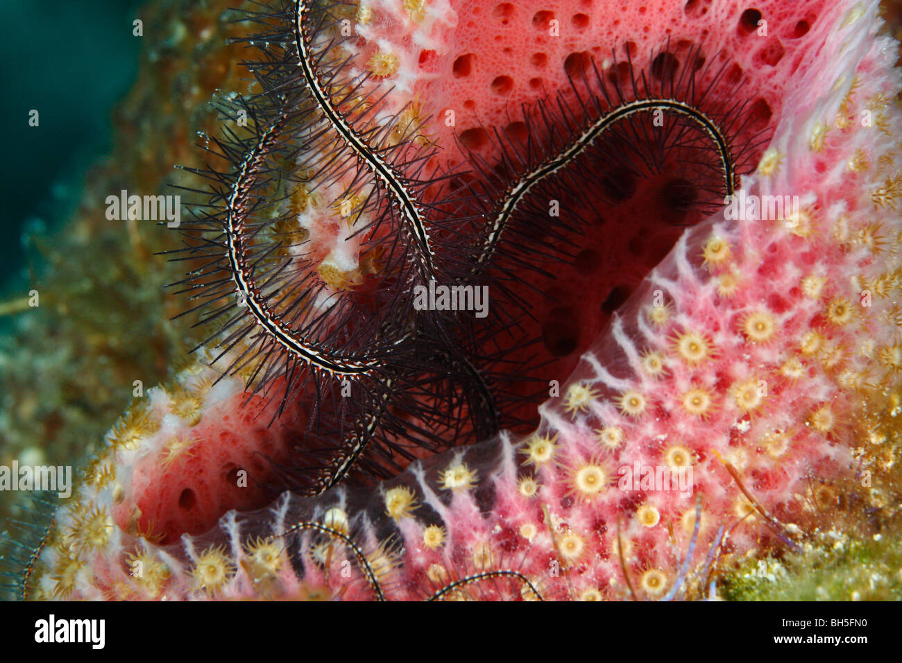 Striped Brittle star on a bright pink sponge covered with yellow parasitic animals zoanthids Stock Photo