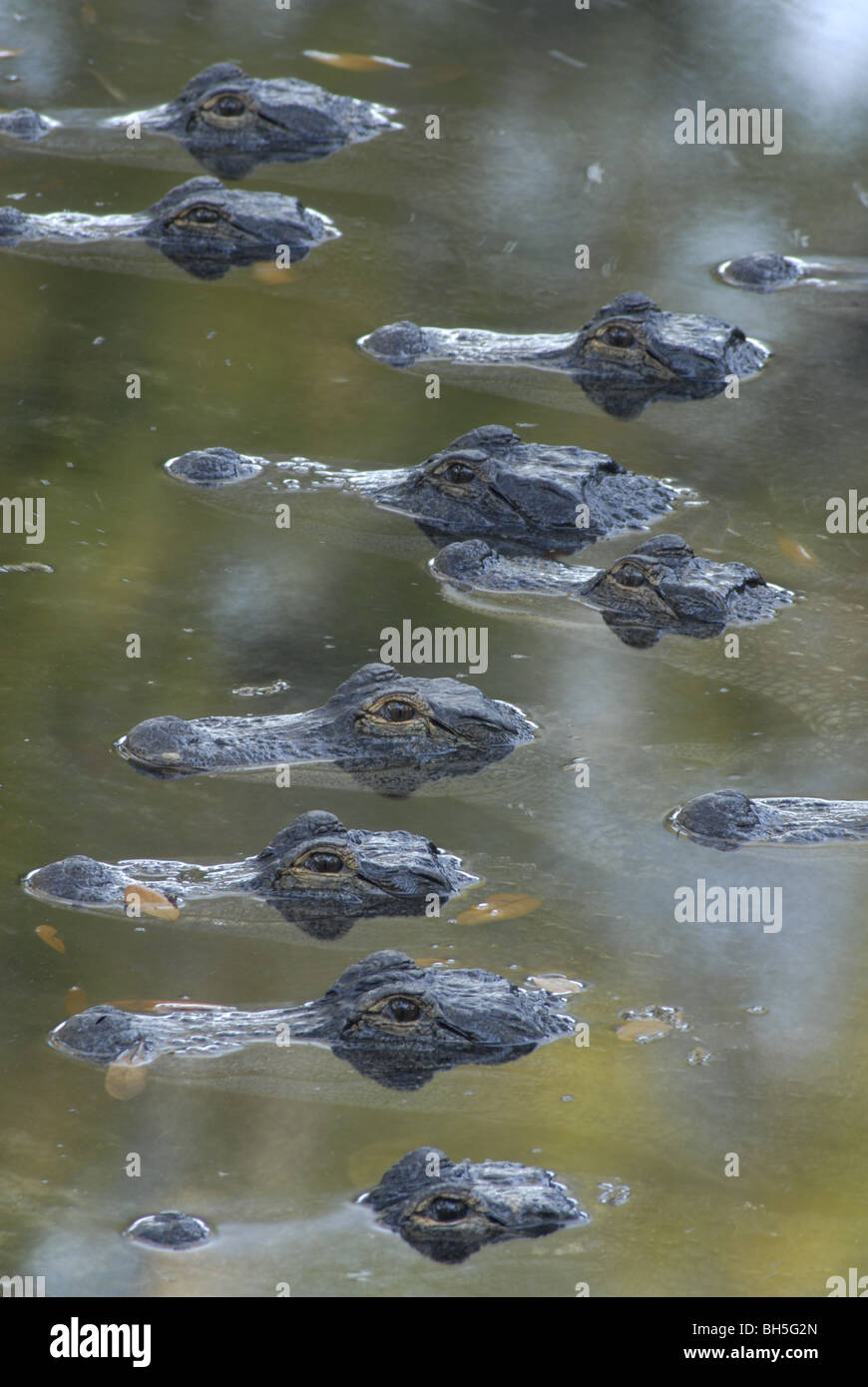 These crocodilians live in a mix of small American alligators, caimans and other species at the St. Augustine Alligator Farm. Stock Photo