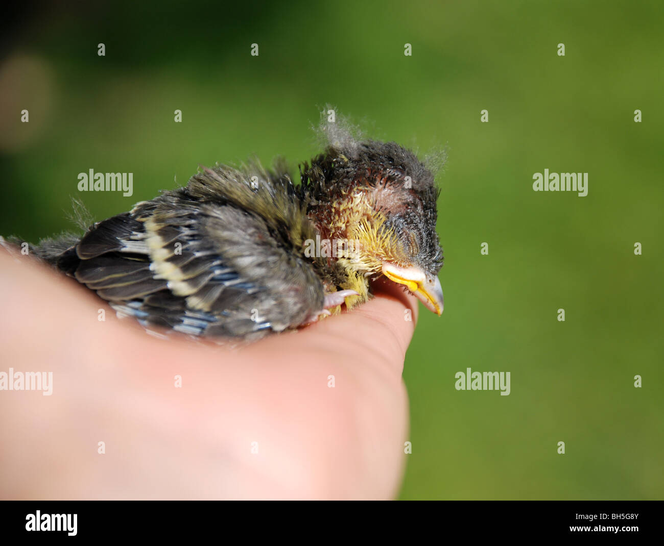 newborn swallow Stock Photo 27782075 Alamy