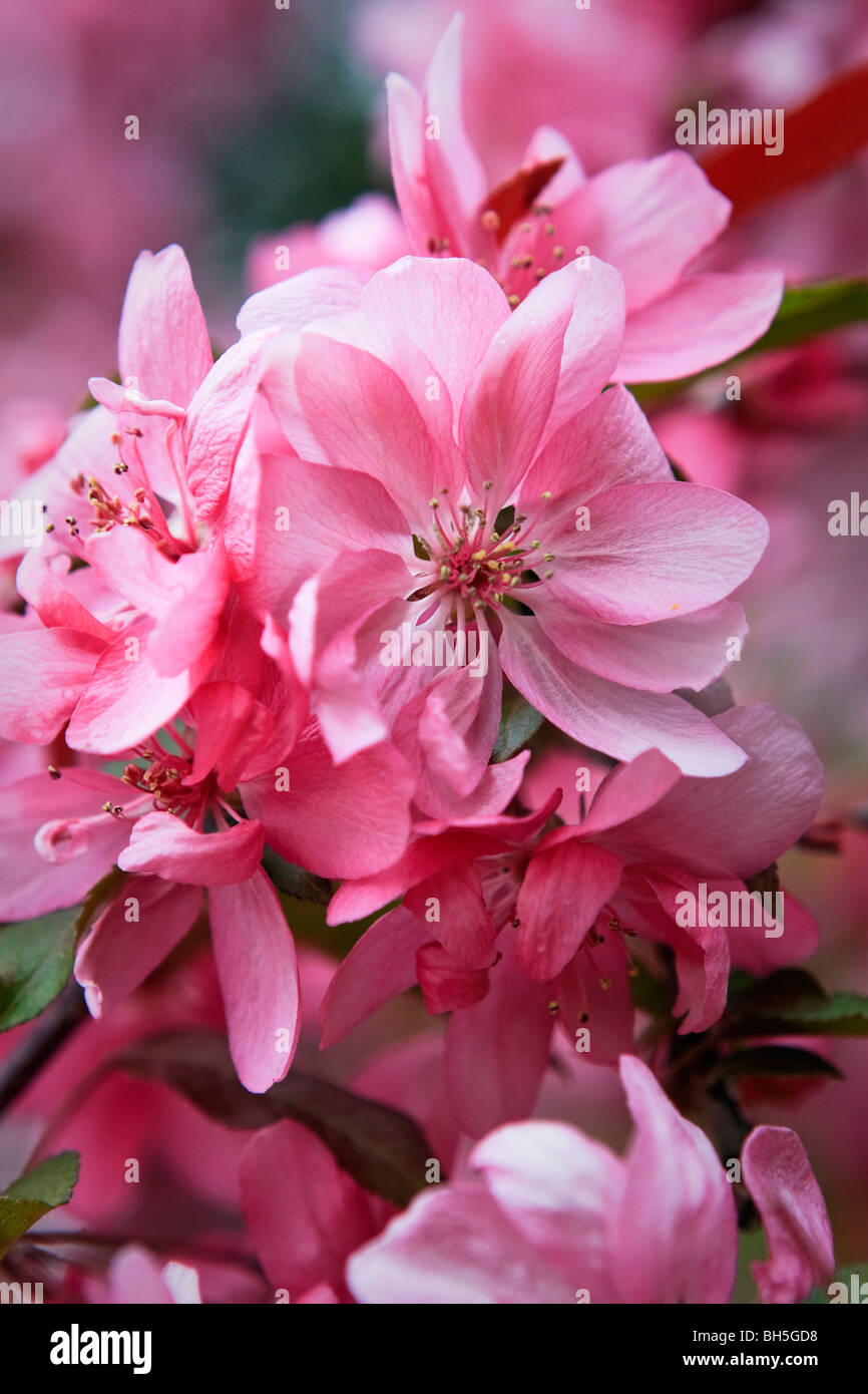 Ontario blooms hi-res stock photography and images - Alamy