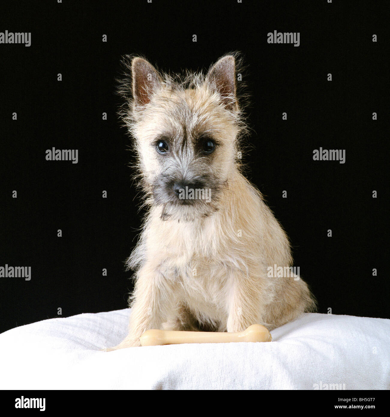 Wheaten Cairn Terrier puppy Stock Photo Alamy