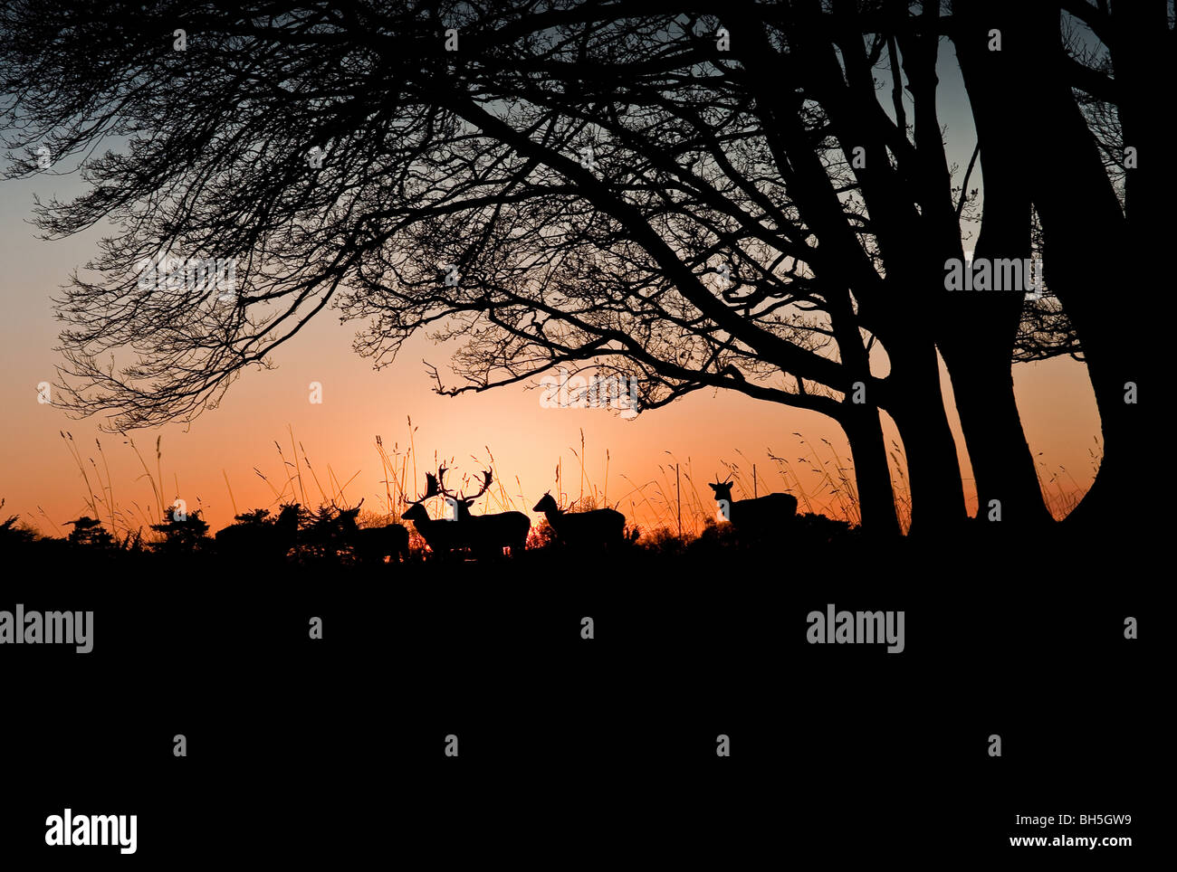 Trees and deer at sunset in Phoenix park, Dublin. Europes largest enclosed urban park. Stock Photo