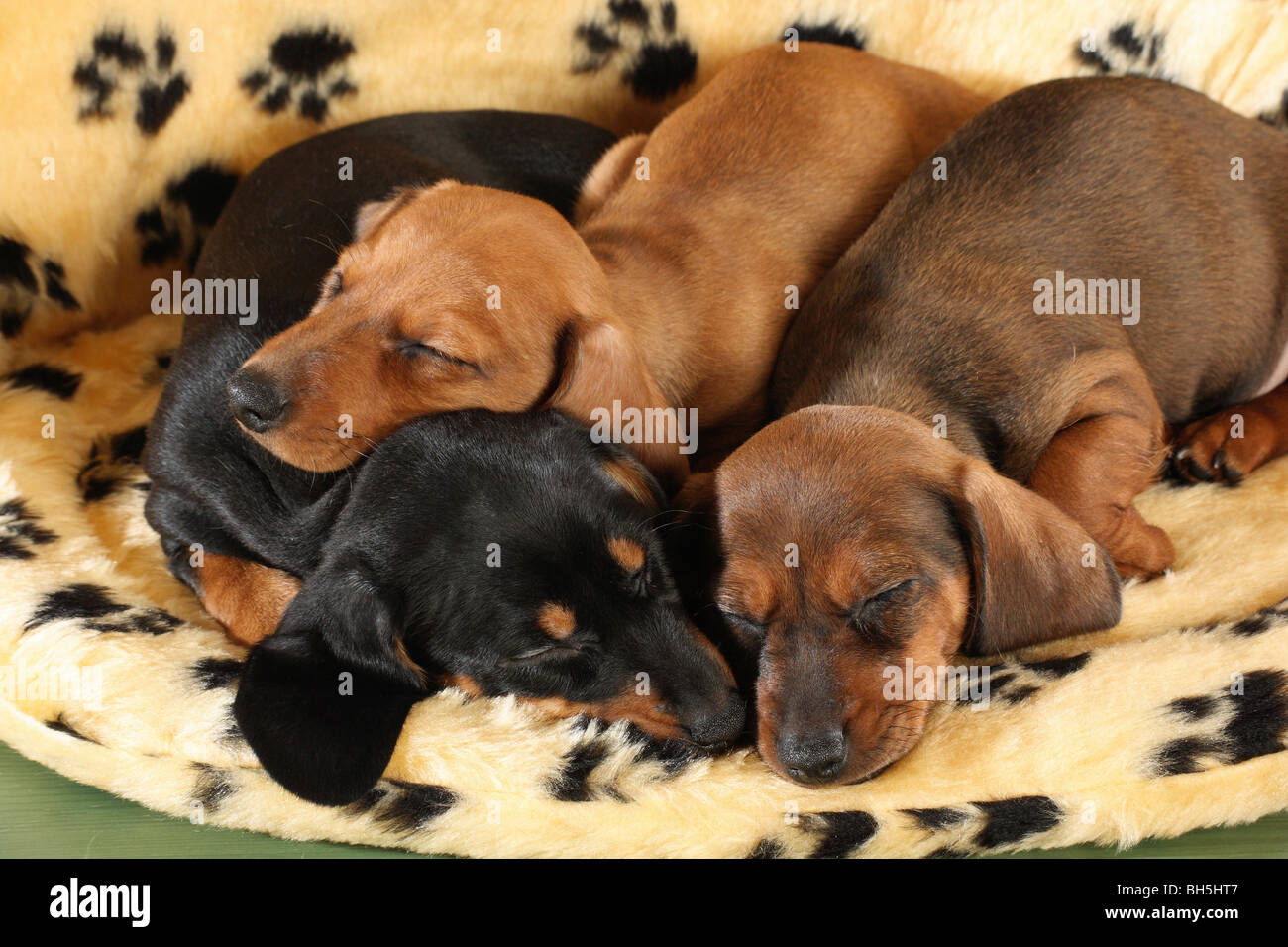 How Long Do Dachshund Puppies Sleep