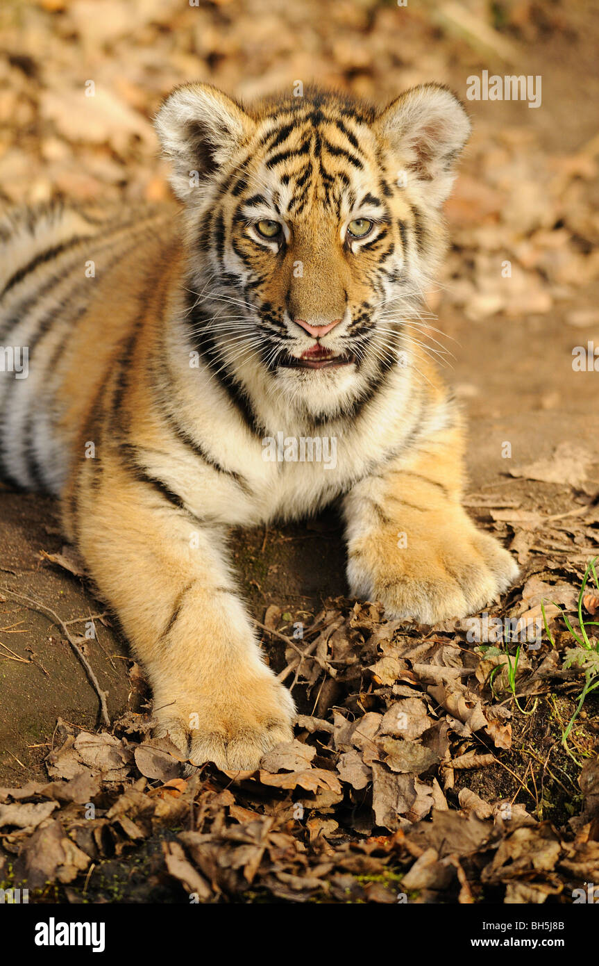 young Siberian Tiger - lying / Panthera tigris altaica Stock Photo