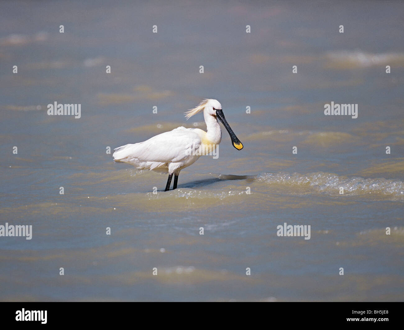 Common Spoonbill - standing in shallow water / Platalea leucorodia Stock Photo