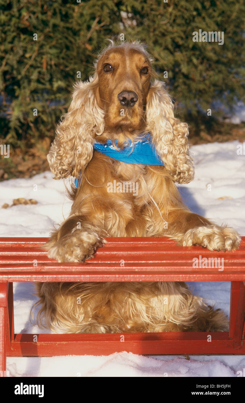 Cocker Spaniel dog sitting in the snow - paws on a sledge Stock Photo