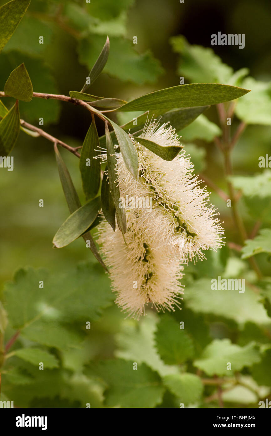 Melaleuca blossoms close-up Stock Photo
