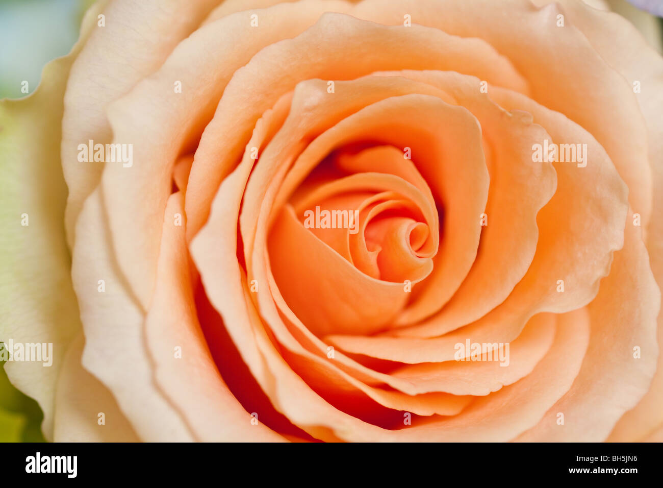peach rose with side lighting background Stock Photo - Alamy